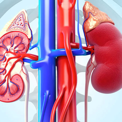 best nephrologist in Vijayawada